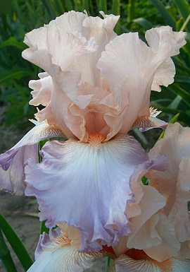 Iris germanica in piena fioritura