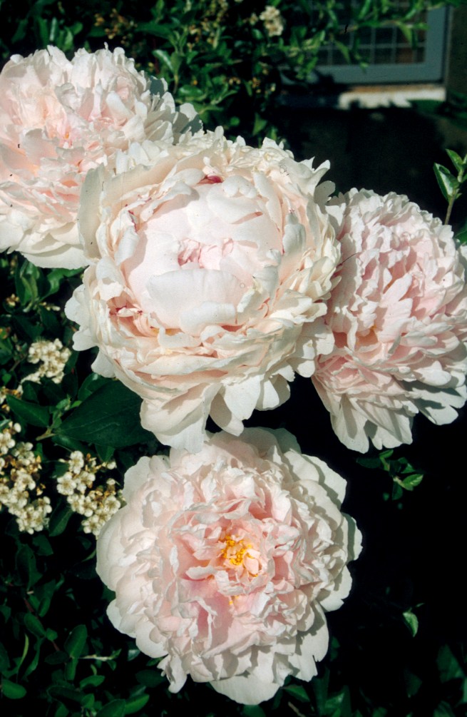 Fiori di Peonia (Paeonia arborea)