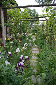 Fioritura degli Iris nel giardino "Il canonico" di Casabianca