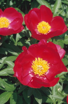 Paeonia lactiflora