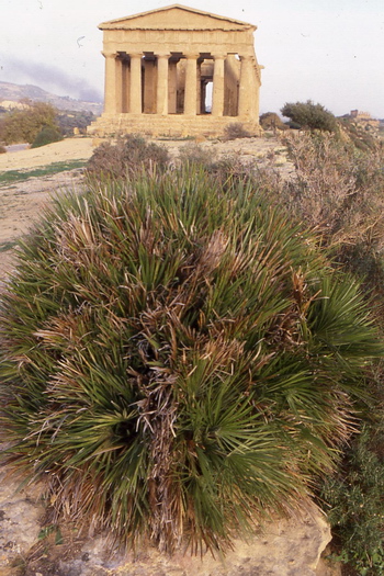 Chamaerops humilis (Agrigento) 