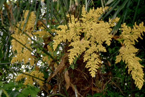 Infiorescenza di Trachycarpus fortunei.