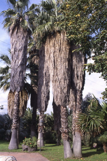 Washingtonia filifera (Catania)