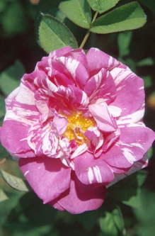 Rosa gallica officinalis