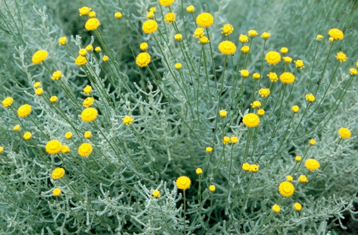Santolina chamaecyparissus