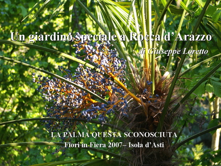 Un giardino speciale di Palme a Rocca dArazzo  di Giuseppe Loretto (Appassionato coltivatore)