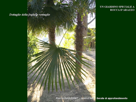 Un giardino speciale di Palme a Rocca dArazzo  di Giuseppe Loretto (Appassionato coltivatore)