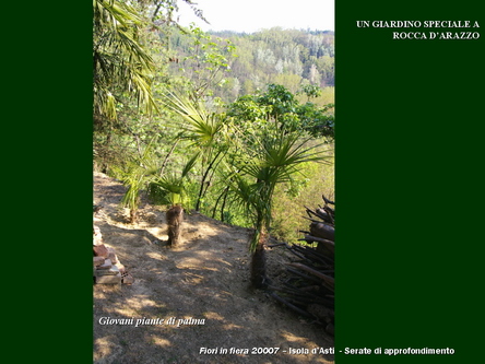 Un giardino speciale di Palme a Rocca dArazzo  di Giuseppe Loretto (Appassionato coltivatore)