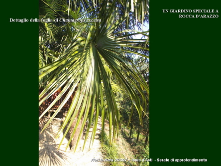 Un giardino speciale di Palme a Rocca dArazzo  di Giuseppe Loretto (Appassionato coltivatore)