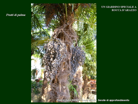 Un giardino speciale di Palme a Rocca dArazzo  di Giuseppe Loretto (Appassionato coltivatore)
