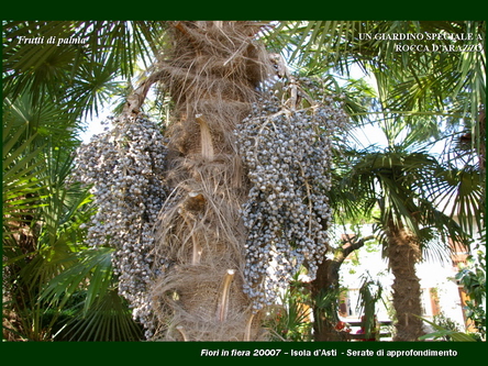 Un giardino speciale di Palme a Rocca dArazzo  di Giuseppe Loretto (Appassionato coltivatore)