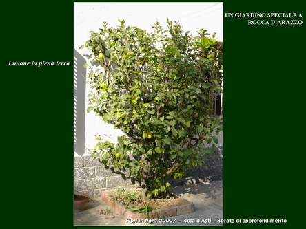 Un giardino speciale di Palme a Rocca dArazzo  di Giuseppe Loretto (Appassionato coltivatore)
