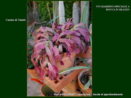 Un giardino speciale di Palme a Rocca dArazzo  di Giuseppe Loretto (Appassionato coltivatore)