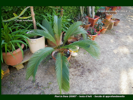 Un giardino speciale di Palme a Rocca dArazzo  di Giuseppe Loretto (Appassionato coltivatore)