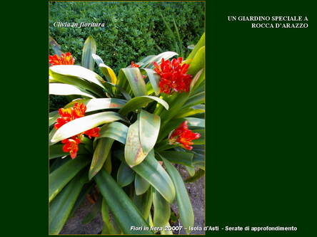 Un giardino speciale di Palme a Rocca dArazzo  di Giuseppe Loretto (Appassionato coltivatore)