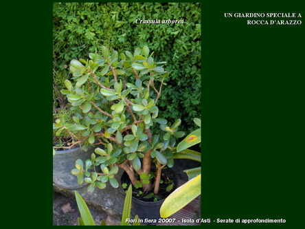 Un giardino speciale di Palme a Rocca dArazzo  di Giuseppe Loretto (Appassionato coltivatore)