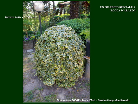 Un giardino speciale di Palme a Rocca dArazzo  di Giuseppe Loretto (Appassionato coltivatore)