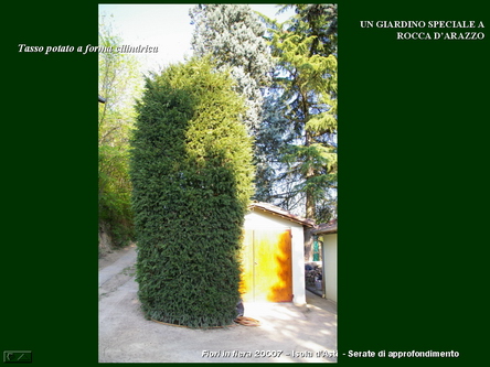 Un giardino speciale di Palme a Rocca dArazzo  di Giuseppe Loretto (Appassionato coltivatore)