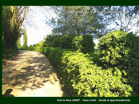 Un giardino speciale di Palme a Rocca dArazzo  di Giuseppe Loretto (Appassionato coltivatore)