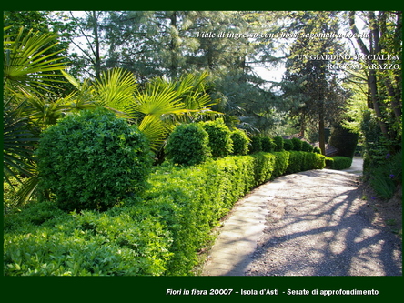 Un giardino speciale di Palme a Rocca dArazzo  di Giuseppe Loretto (Appassionato coltivatore)