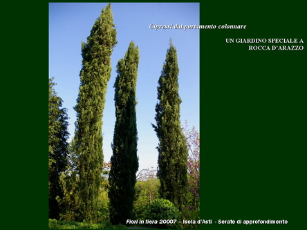 Un giardino speciale di Palme a Rocca dArazzo  di Giuseppe Loretto (Appassionato coltivatore)