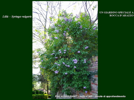 Un giardino speciale di Palme a Rocca dArazzo  di Giuseppe Loretto (Appassionato coltivatore)