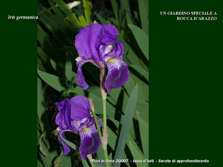Un giardino speciale di Palme a Rocca dArazzo  di Giuseppe Loretto (Appassionato coltivatore)