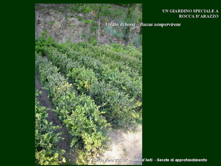 Un giardino speciale di Palme a Rocca dArazzo  di Giuseppe Loretto (Appassionato coltivatore)