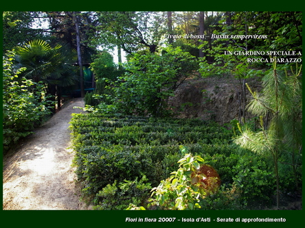 Un giardino speciale di Palme a Rocca dArazzo  di Giuseppe Loretto (Appassionato coltivatore)