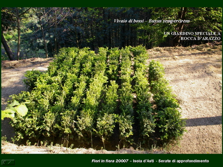 Un giardino speciale di Palme a Rocca dArazzo  di Giuseppe Loretto (Appassionato coltivatore)
