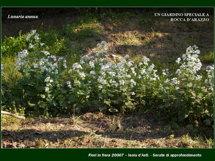 Un giardino speciale di Palme a Rocca dArazzo  di Giuseppe Loretto (Appassionato coltivatore)