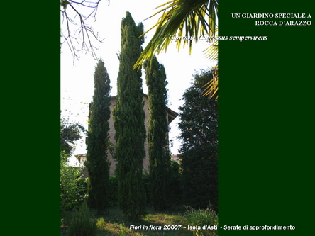 Un giardino speciale di Palme a Rocca dArazzo  di Giuseppe Loretto (Appassionato coltivatore)