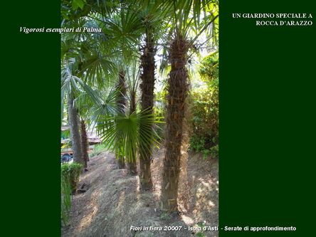 Un giardino speciale di Palme a Rocca dArazzo  di Giuseppe Loretto (Appassionato coltivatore)