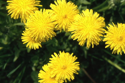 Taraxacum officinale in fioritura, interessante come specie edule