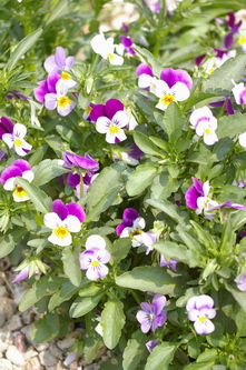  Viola tricolor