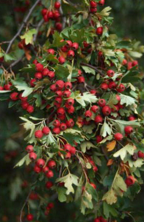 Frutti di biancospino particolarmente appetiti dall'avifauna.