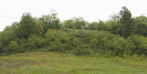 Interessante esempio di terre armate nell'Astigiao, dopo dieci anni di colonizzazione da parte della vegetazione.