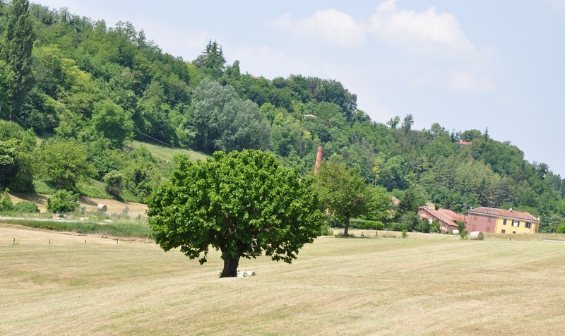 Paesaggio agrario dell'Astigiano nella zona di Moncalvo, caratterizzato dalla presenza dei gelsi.