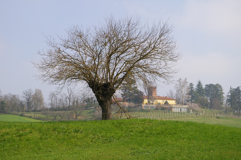 Paesaggio agrario dell'Astigiano nella zona di Viatosto caratterizzato dalla presenza dei gelsi.