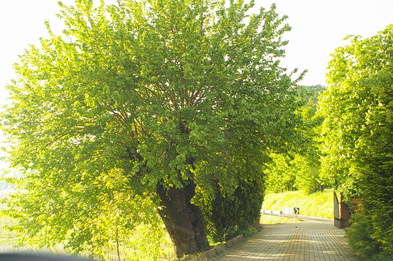 Esemplare monumentale di Gelso (Morus alba) a Serralunga di Crea (AL).