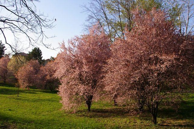 Veduta delle copiose fioriture dei Prunus pissardii presenti nel Parco di Rio Crosio ad Asti.