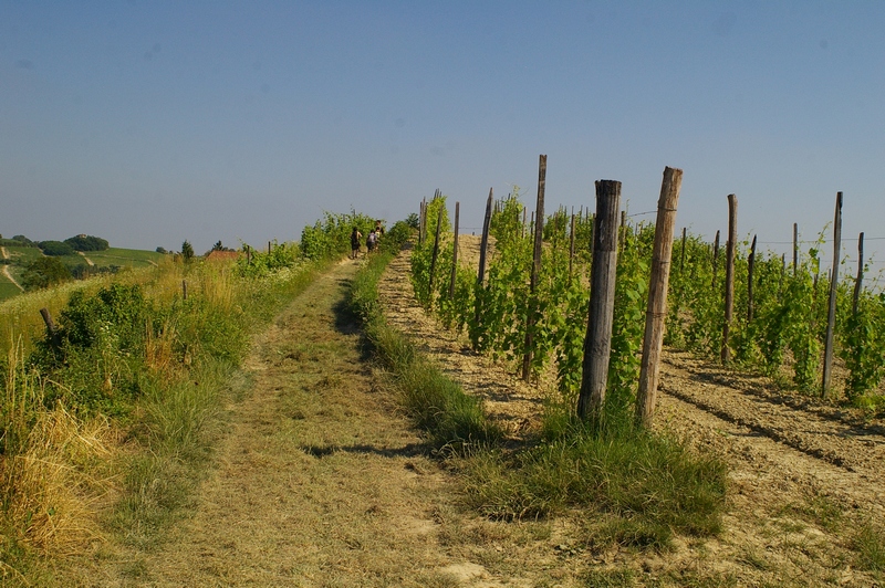 Strada campestre e vigneto adiacente.