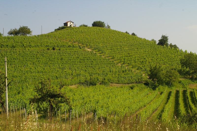 Veduta tra i vigneti della Chiesa romanica di Santa Maria di Cornareto a Castelnuovo Don Bosco.