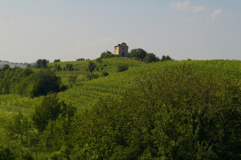 Veduta tra i vigneti del freisa della Chiesa di San Michele Arcangelo a Castelnuovo Don Bosco.