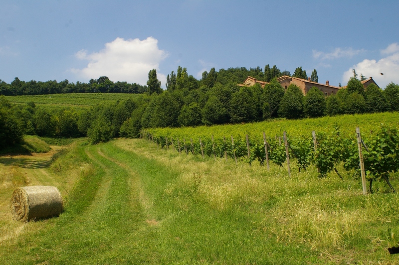 Veduta nel pregevolissimo paesaggio agrario della Canonica di Santa Maria di Vezzolano ad Albugnano.