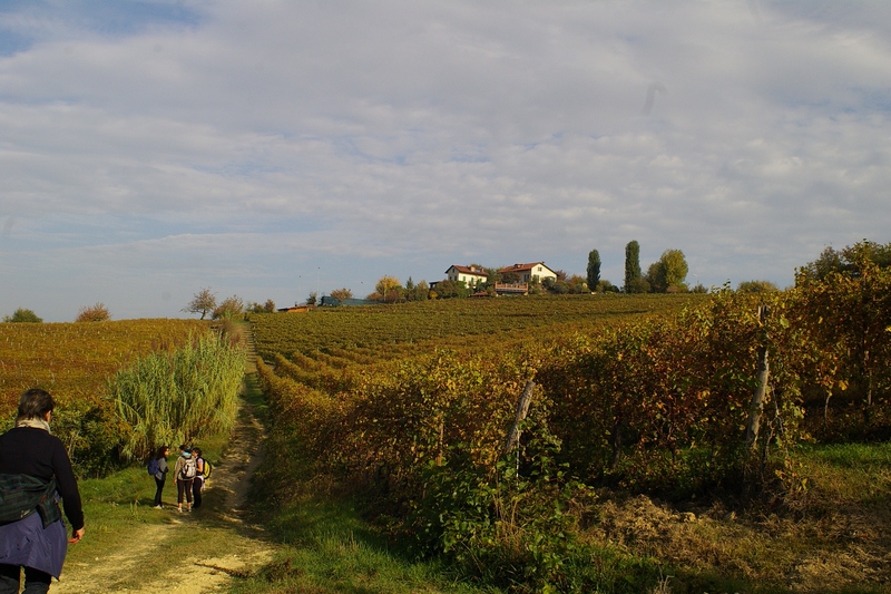 Gruppo in cammino verso la Canonica di Santa Maria di Vezzolano attraverso le vigne dell Alto Astigiano nella veste autunnale.