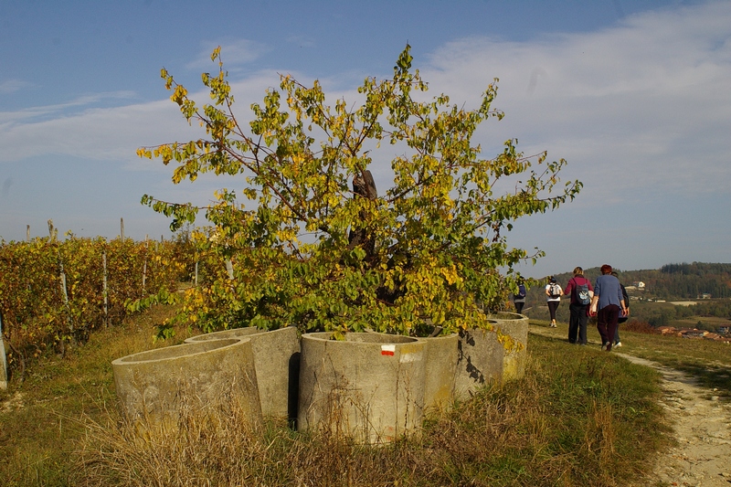 Gruppo in cammino verso la Canonica di Santa Maria di Vezzolano attraverso le vigne dell Alto Astigiano nella veste autunnale.