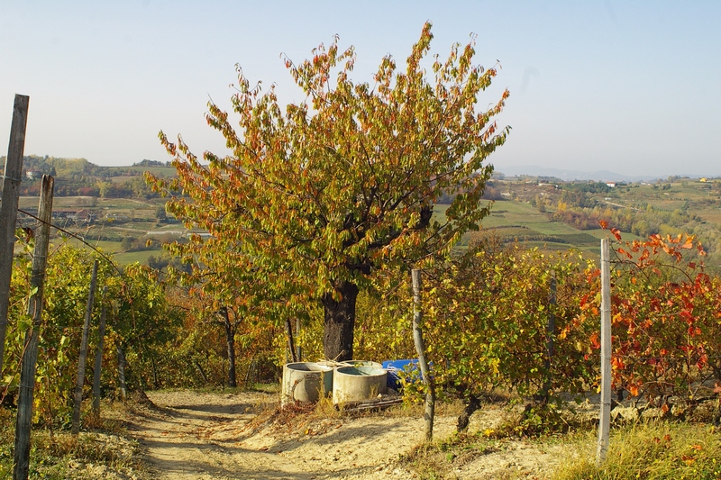 Ciliegio tra i vigneti dell Alto Astigiano.