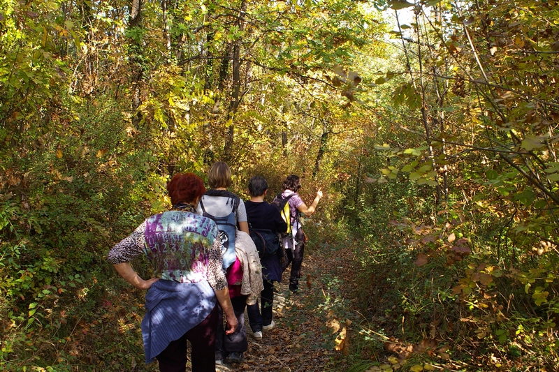 Gruppo in cammino verso la Canonica di Santa Maria di Vezzolano attraverso i boschi dell Alto Astigiano nella tipica veste autunnale.