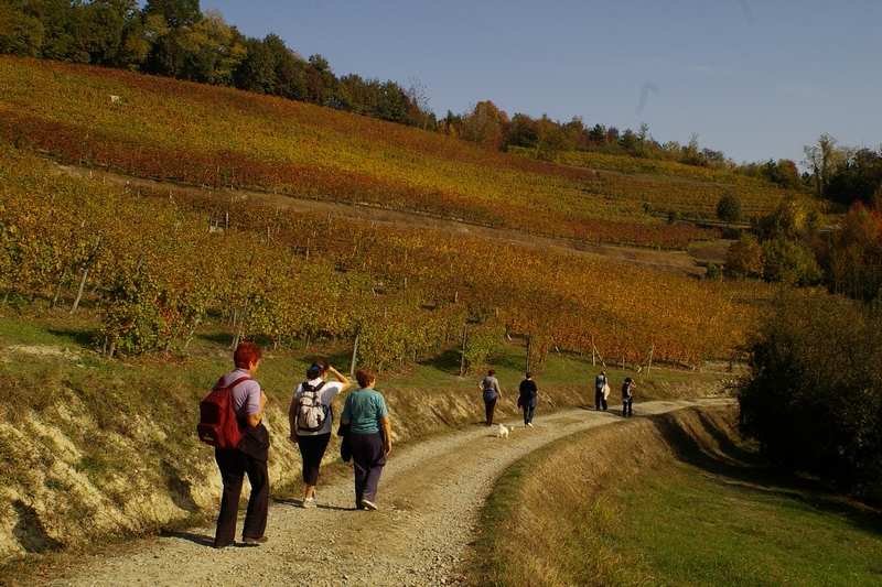 Discesa verso la Canonica di Santa Maria di Vezzolano, attraverso I curati vigneti nella tipica veste autunnale.